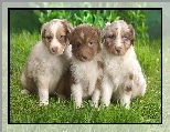 Owczarki australijskie, Trzy, Szczeniaki, Australian shepherd